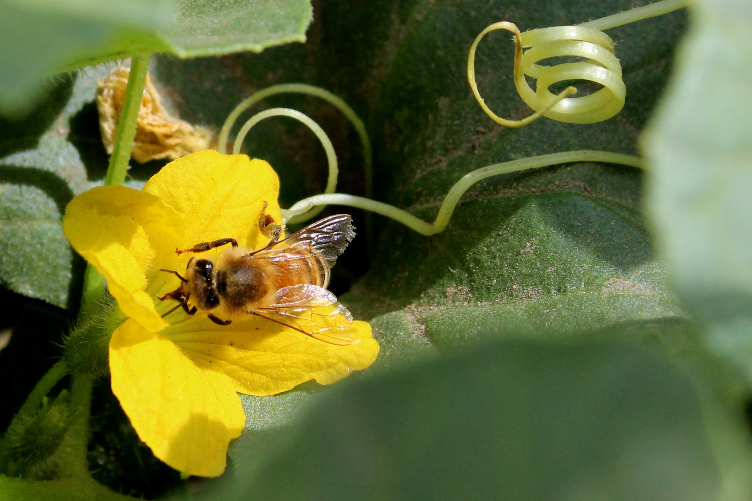 Bee Crop Pollination